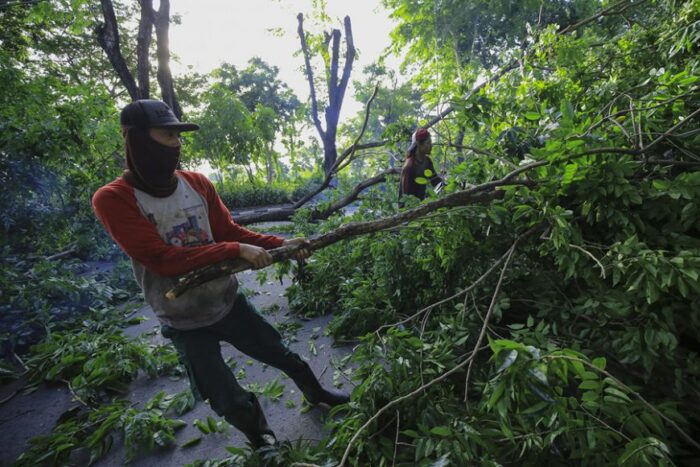 Dok perantingan pohon DKRTH Surabaya /Ist