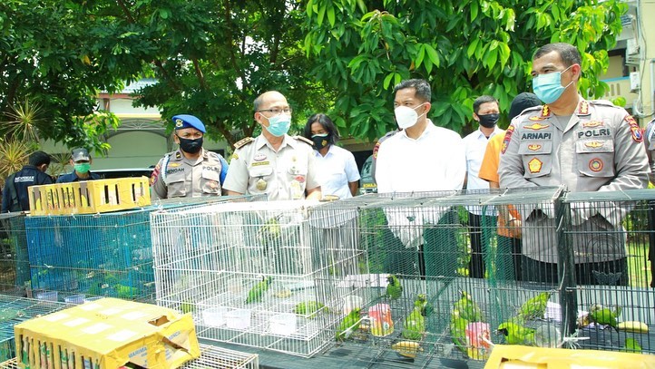 Polisi menunjukkan barang bukti ratusan satwa dilindungi beserta tersangka /Ist