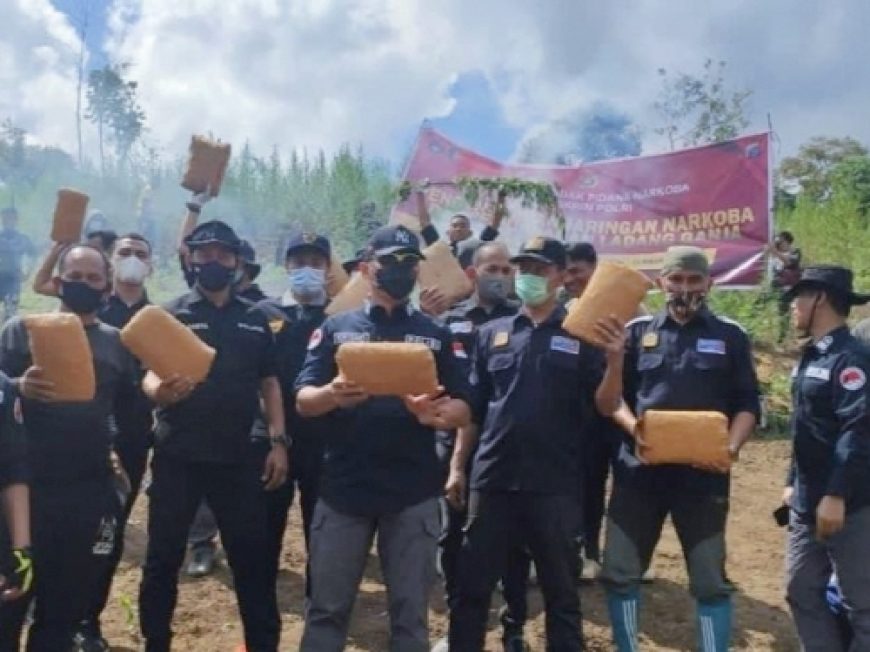 Polisi amankan 284 kilogram dan 10 ribu pohon ganja /Ist