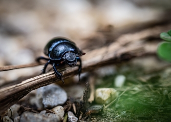Ilustrasi serangga kumbang /pixabay