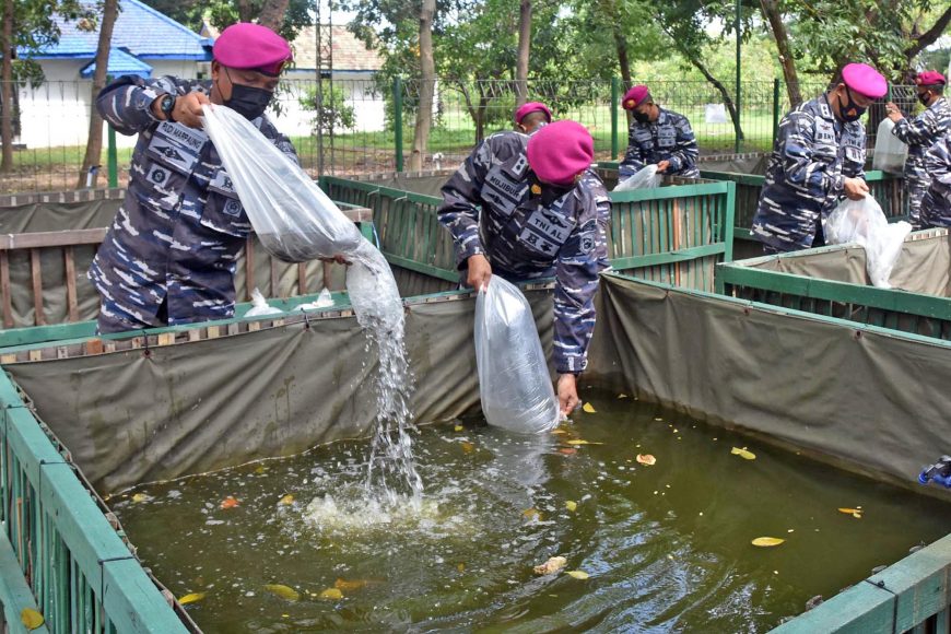 Ternak ikan lele berlangsung di lahan ketahanan Jalasenastri Cabang 2 Korcab Pasmar 2 /dok. Dispen Kormar