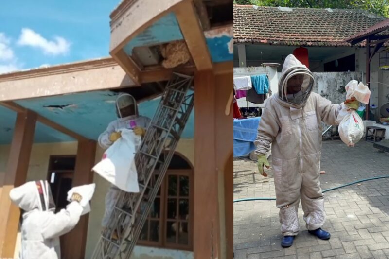 Dok. Personel DPKP Surabaya saat mengevakuasi sarang tawon di rumah warga /Istimewa