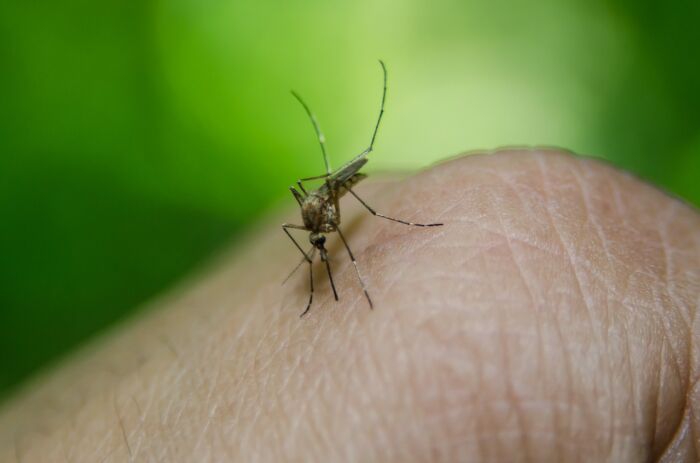 Ilustrasi: Nyamuk Aedes Aegypti /pixabay