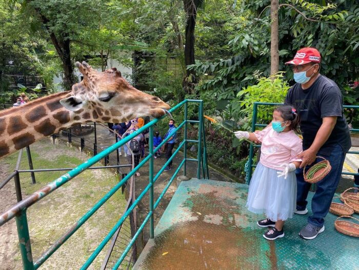 dok. Satwa Jerapah di Kebun Binatang Surabaya /Istimewa