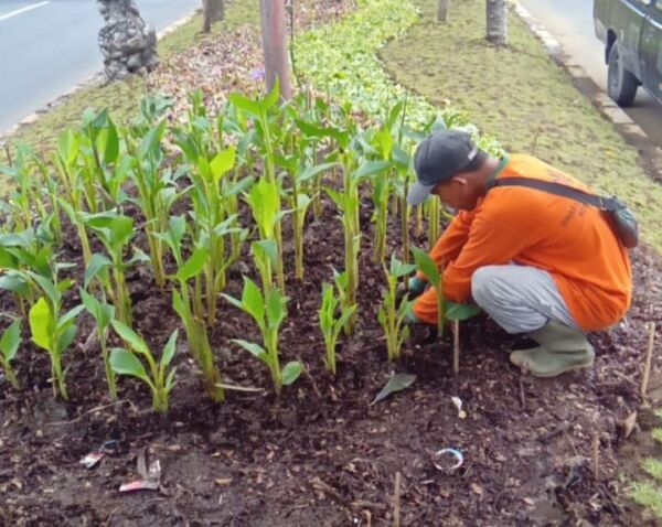 dok. Penataan taman di Jalur Hijau Kota Surabaya (Istimewa)