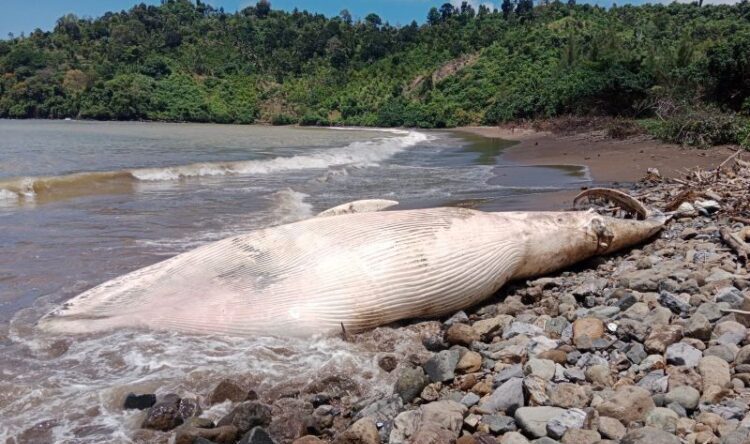 Bangkai Paus Balin sepanjang 7 meter yang terdmapar di Pantai Nglarap, Tulungagung. (Foto: Istimewa/BS)