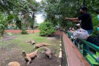 dok. Satwa Komodo di Kebun Binatang Surabaya (KBS). (Istimewa)