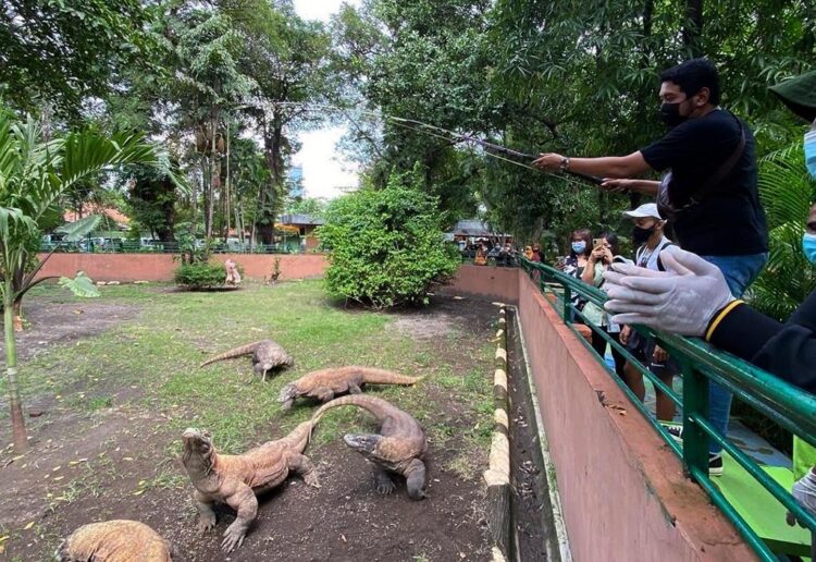 dok. Satwa Komodo di Kebun Binatang Surabaya (KBS). (Istimewa)