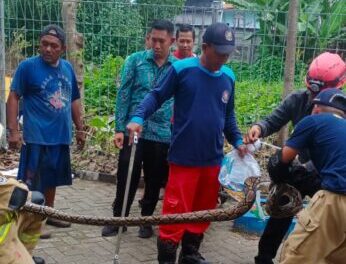 Petugas DPKP mengevakuasi keluarga piton di SMPN 60. (foto: Ist-CC112/BS)