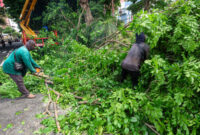 Petugas DLH Surabaya sedang melakukan perantingan pohon agar tidak membahayakan pengguna jalan. (Foto: Dok DLH Surabaya/bs)