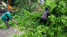Petugas DLH Surabaya sedang melakukan perantingan pohon agar tidak membahayakan pengguna jalan. (Foto: Dok DLH Surabaya/bs)