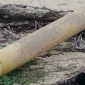 Benda mirip rudal ditemukan warga di Pantai Kangean, Sumenep. (Foto: Istimewa)