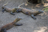 Satwa Komodo di KBS/dok.bicarasurabaya.com
