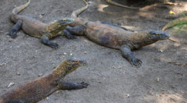 Satwa Komodo di KBS/dok.bicarasurabaya.com