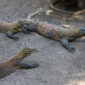 Satwa Komodo di KBS/dok.bicarasurabaya.com