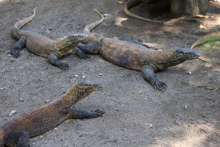 Satwa Komodo di KBS/dok.bicarasurabaya.com
