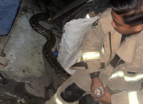 Petugas berjibaku mengevakuasi ular yang bersembunyi disamping rumah. (Foto: dok DPKP Surabaya)