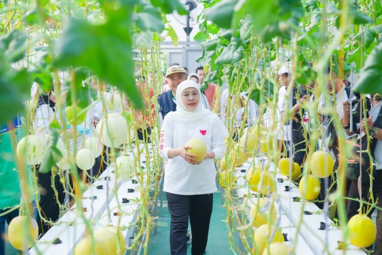 Masjid Al Akbar Kembangkan FishTech Berbasis IoT untuk Ketahanan Pangan. (Foto: dok Humas Pemprov Jatim)