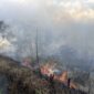 Kebakaran Bromo merambat ke Savana. (Foto: dok TNBTS)