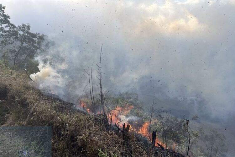 Kebakaran Bromo merambat ke Savana. (Foto: dok TNBTS)