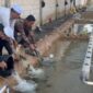 Peresmian kolam ikan yang ditandai dengan pelepasan benih ikan di Pondok Pesantren Nurul Iman Probolinggo/dok.bicarasurabaya.com