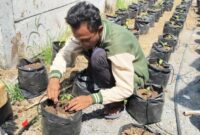 Salah seorang mahasiswa sedang menanam cabai dan terong di polybag/dok.Bicarasurabaya.com