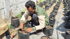 Salah seorang mahasiswa sedang menanam cabai dan terong di polybag/dok.Bicarasurabaya.com