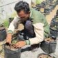 Salah seorang mahasiswa sedang menanam cabai dan terong di polybag/dok.Bicarasurabaya.com
