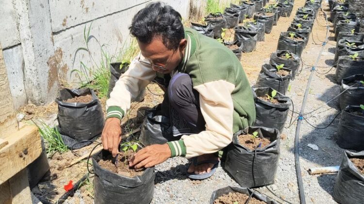 Salah seorang mahasiswa sedang menanam cabai dan terong di polybag/dok.Bicarasurabaya.com