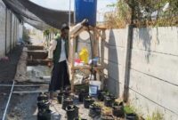 Salah  seorang mahasiswa sedang memperbaiki saluran irigasi tetes/dok.bicarasurabaya.com