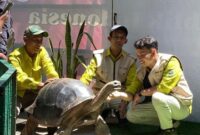 Kebun Binatang Surabaya (KBS) mendapat tambahan koleksi satwa dari Jepang. Empat kura-kura Aldabra (Aldabrachelys gigantea) didatangkan langsung dari iZoo, Shizuoka, dengan bobot mencapai 100 kilogram. (Foto: Humas KBS)