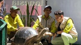 Kebun Binatang Surabaya (KBS) mendapat tambahan koleksi satwa dari Jepang. Empat kura-kura Aldabra (Aldabrachelys gigantea) didatangkan langsung dari iZoo, Shizuoka, dengan bobot mencapai 100 kilogram. (Foto: Humas KBS)
