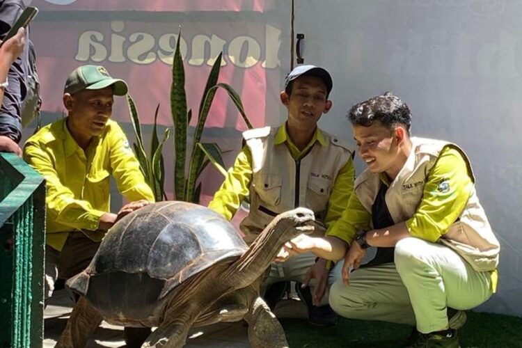 Kebun Binatang Surabaya (KBS) mendapat tambahan koleksi satwa dari Jepang. Empat kura-kura Aldabra (Aldabrachelys gigantea) didatangkan langsung dari iZoo, Shizuoka, dengan bobot mencapai 100 kilogram. (Foto: Humas KBS)