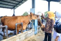 Khofifah Dorong Sapi Perah Jatim Tak Sekadar Tambah Populasi. (Foto: dok Humas Pemprov Jatim)
