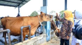 Khofifah Dorong Sapi Perah Jatim Tak Sekadar Tambah Populasi. (Foto: dok Humas Pemprov Jatim)