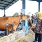 Khofifah Dorong Sapi Perah Jatim Tak Sekadar Tambah Populasi. (Foto: dok Humas Pemprov Jatim)