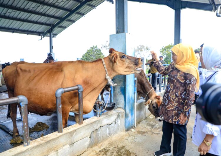 Khofifah Dorong Sapi Perah Jatim Tak Sekadar Tambah Populasi. (Foto: dok Humas Pemprov Jatim)