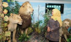 Khofifah Tawarkan Koleksi Satwa Rahmat Shah untuk Museum Mpu Tantular
