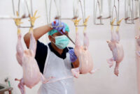 RPH Surabaya Tawarkan Fasilitas Potong Ayam dan Bebek di Lakarsantri. (Foto: dok RPH Unggas Surabaya)