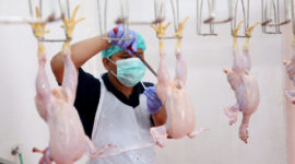RPH Surabaya Tawarkan Fasilitas Potong Ayam dan Bebek di Lakarsantri. (Foto: dok RPH Unggas Surabaya)